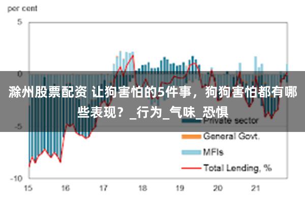 滁州股票配资 让狗害怕的5件事，狗狗害怕都有哪些表现？_行为_气味_恐惧
